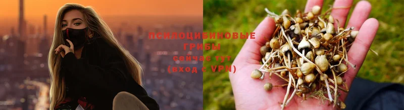 Псилоцибиновые грибы Psilocybe  Саров 